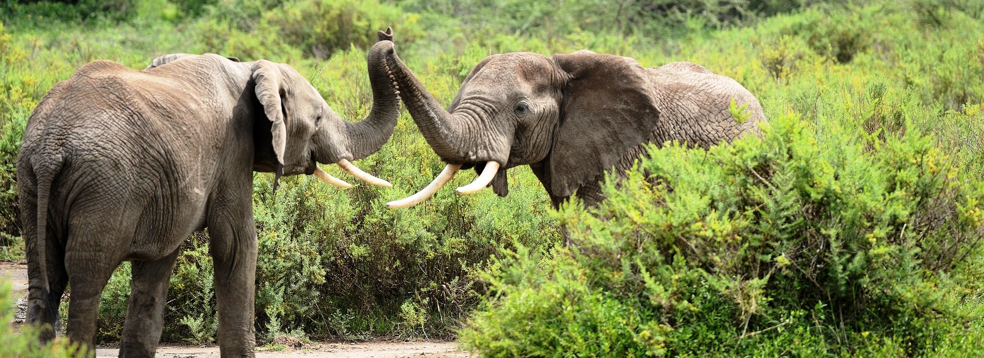 7-day Kenya safari itinerary Masai Mara Amboseli perfect trip